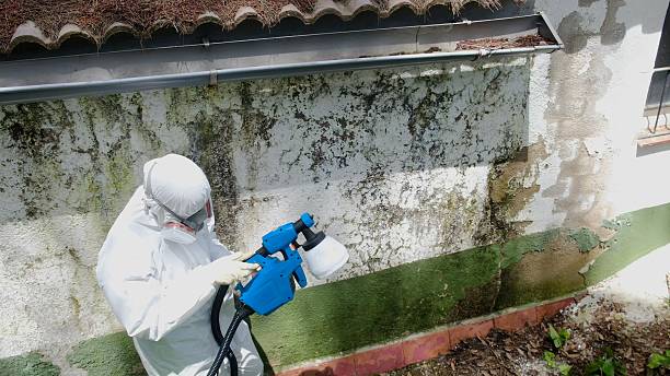 Trusted Black Mold Removal service in Lake Worth, FL - Cheap Mold Removal